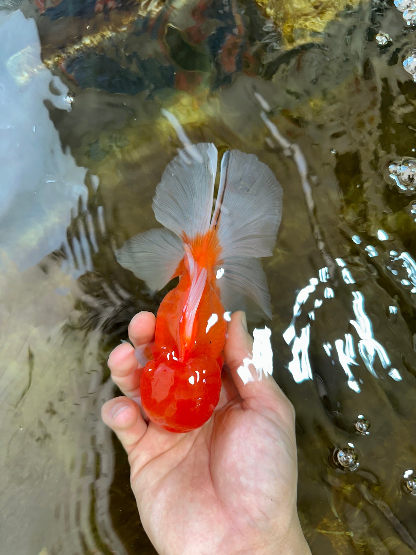A Grade Gentle Giant Sakura Oranda Male 5.5-6 inches #062025OR_21