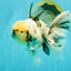 A Grade White Tiger Oranda Male 7 inches #082126OR_15