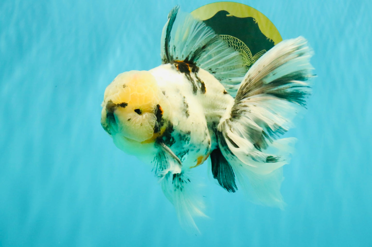 A Grade White Tiger Oranda Male 7 inches #082126OR_15