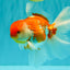 VISION A Grade Red White Oranda Male 6 inches #070626OR_08