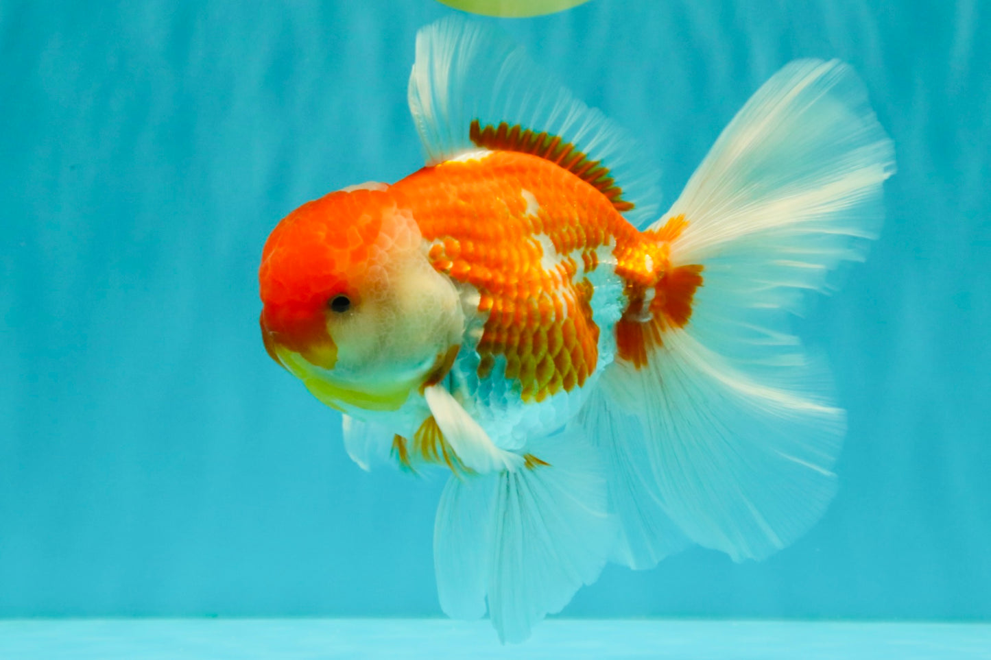 VISION A Grade Red White Oranda Male 6 inches #070626OR_08