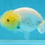 CLOUDY A Grade White LionQueen 3.5 inches #112825LC_03
