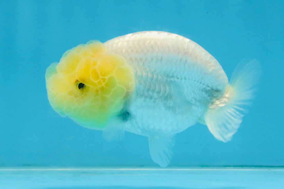 CLOUDY A Grade White LionQueen 3.5 inches #112825LC_03