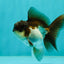 Panda Oranda Male 3.5-4 inches #1018OR_17