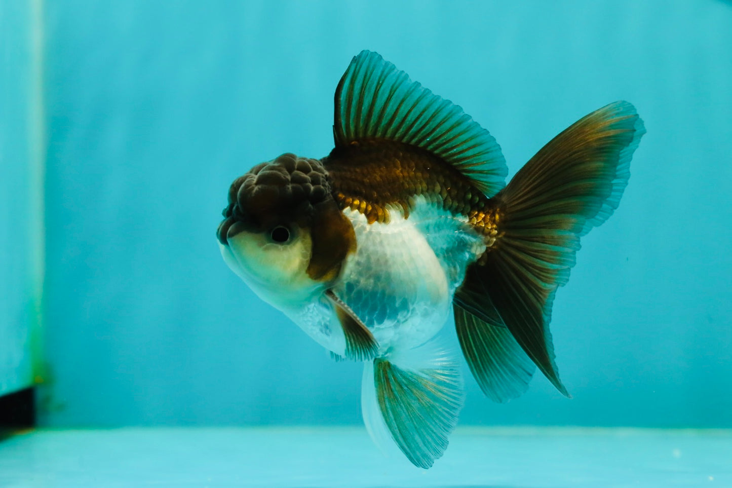 Panda Oranda Male 3.5-4 inches #1018OR_17