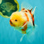 CHUNKY AAA Grade Sakaru Oranda Male 6 inches #092526OR_03