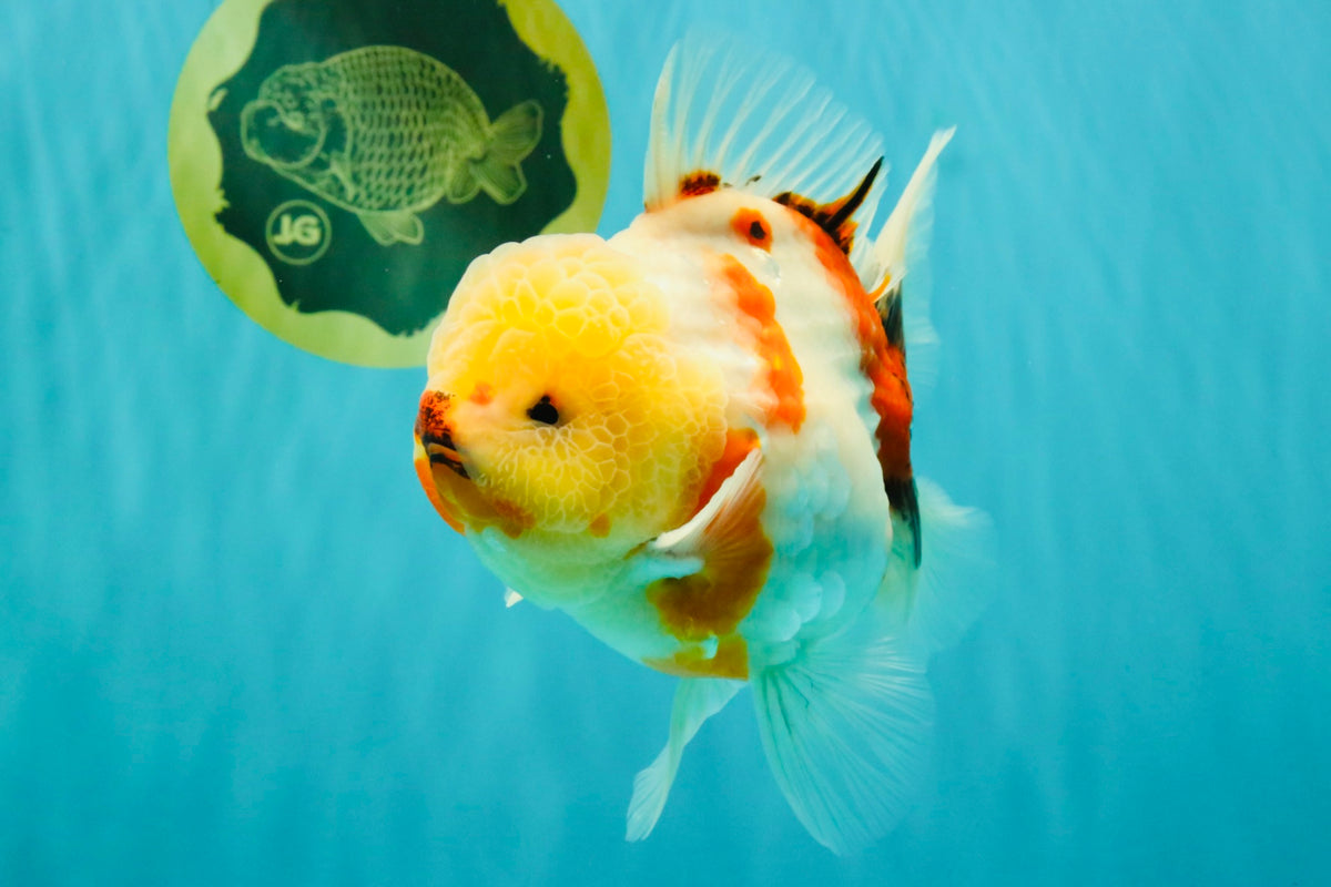 CHUNKY AAA Grade Sakaru Oranda Male 6 inches #092526OR_03