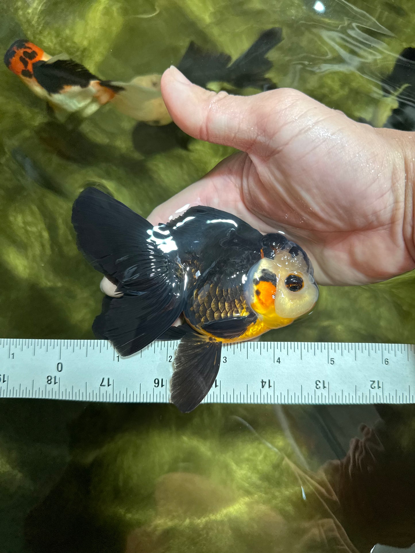 UNIQUE A Grade Bulldog Face Tricolor Button Eyes Oranda Female 4.5 inches #041825OR_14