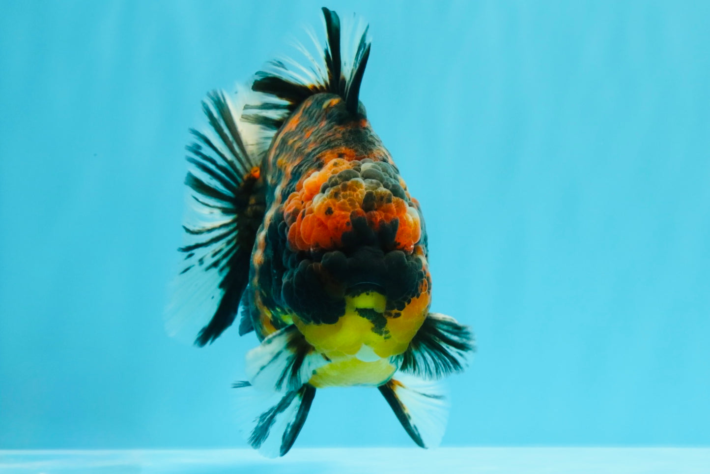 AAA Grade Godzilla Tiger Yuanbao Male 5.5 inches #030626YB_10