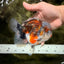 A Grade Calico Oranda Female 5.5 inches #050126OR_05