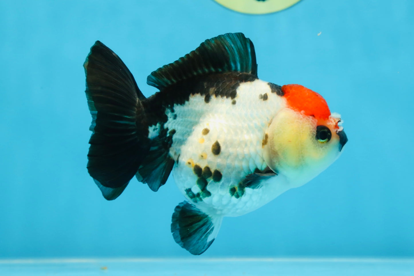 Pompom Tricolor Yuanbao Female 4.5 inches #072525YB_05