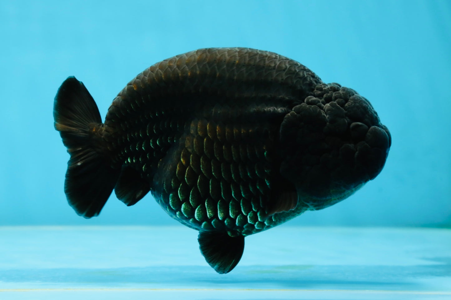 AAA Grade RARE Strong Body Structure Godzilla Black LionQueen 5 inches #051625LC_07