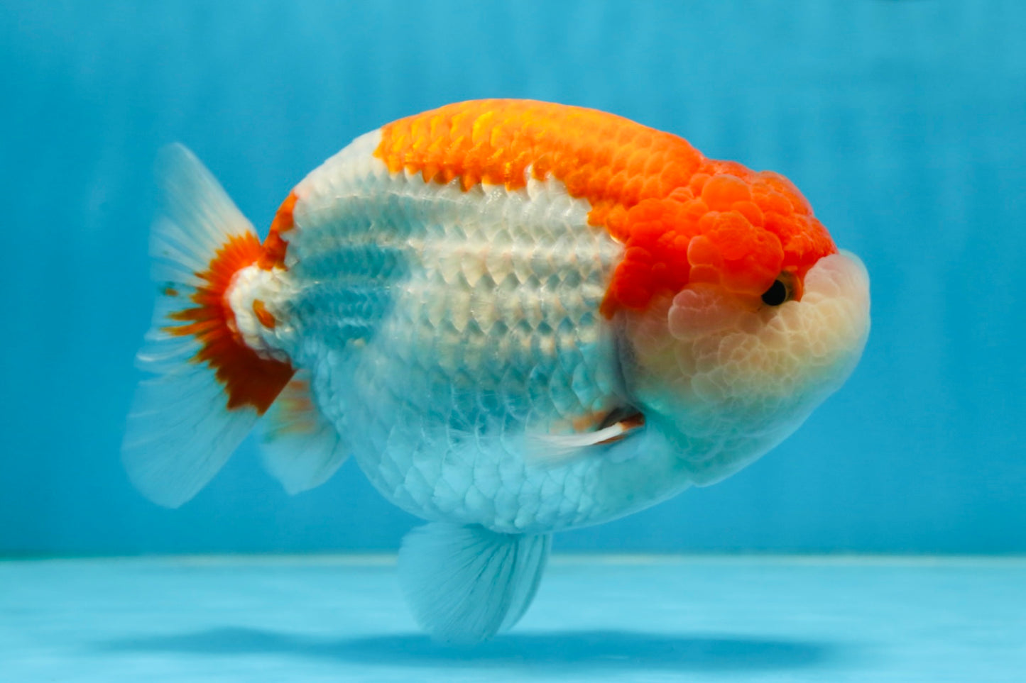 AAA Grade Red White LionKing 5.5-6 inches #081525LC_01