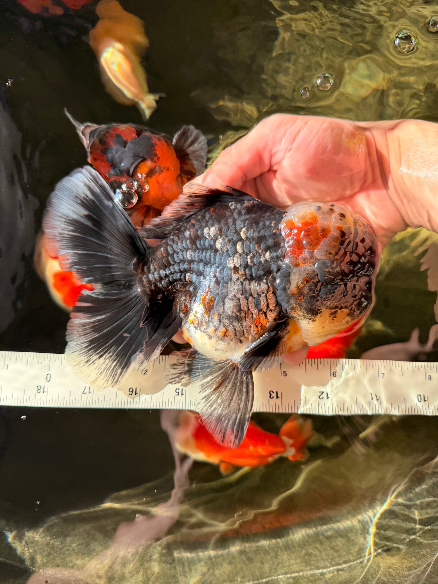 JUMBO AAA Grade Godzilla Jade Head Blue Kirin Oranda Male 6.5-7 inches #030626OR_08