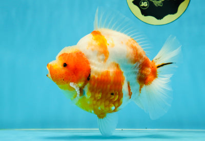 AAA Grade Godzilla Sakura Yuanbao Female 5.5 inches #050925YB_20