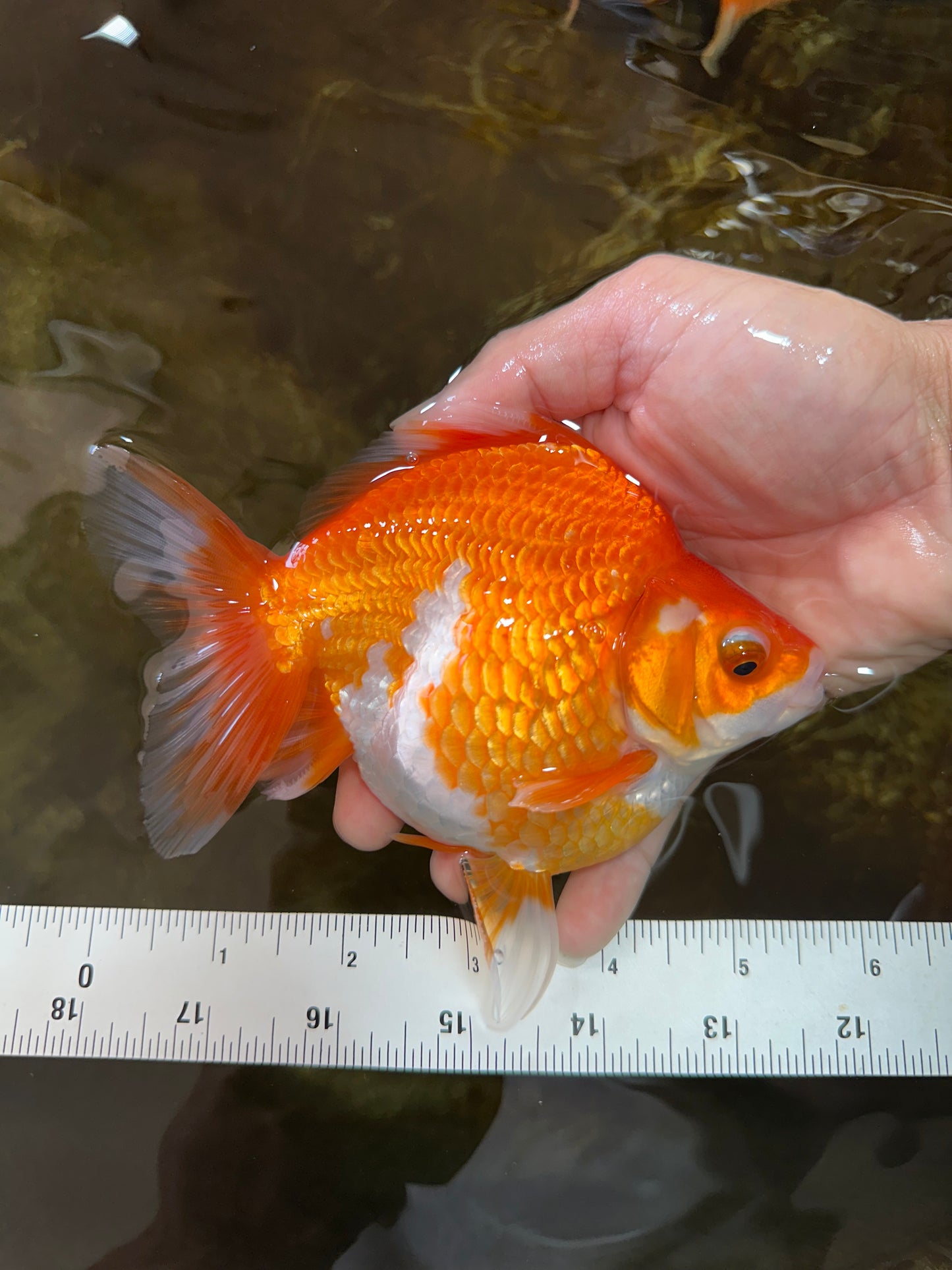 AAA Grade Ryukin Red White Female 5.5 inches #070425RK_02