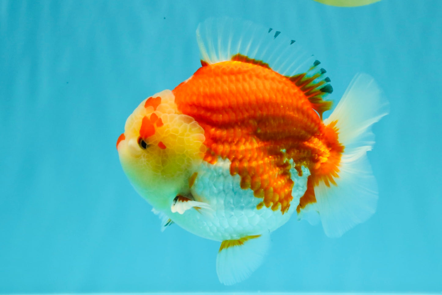 AAA Grade Godzilla Red White Yuanbao Male 5-5.5 inches #031326YB_20