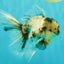 Marble Oranda Male 5.5 inches #071026OR_35