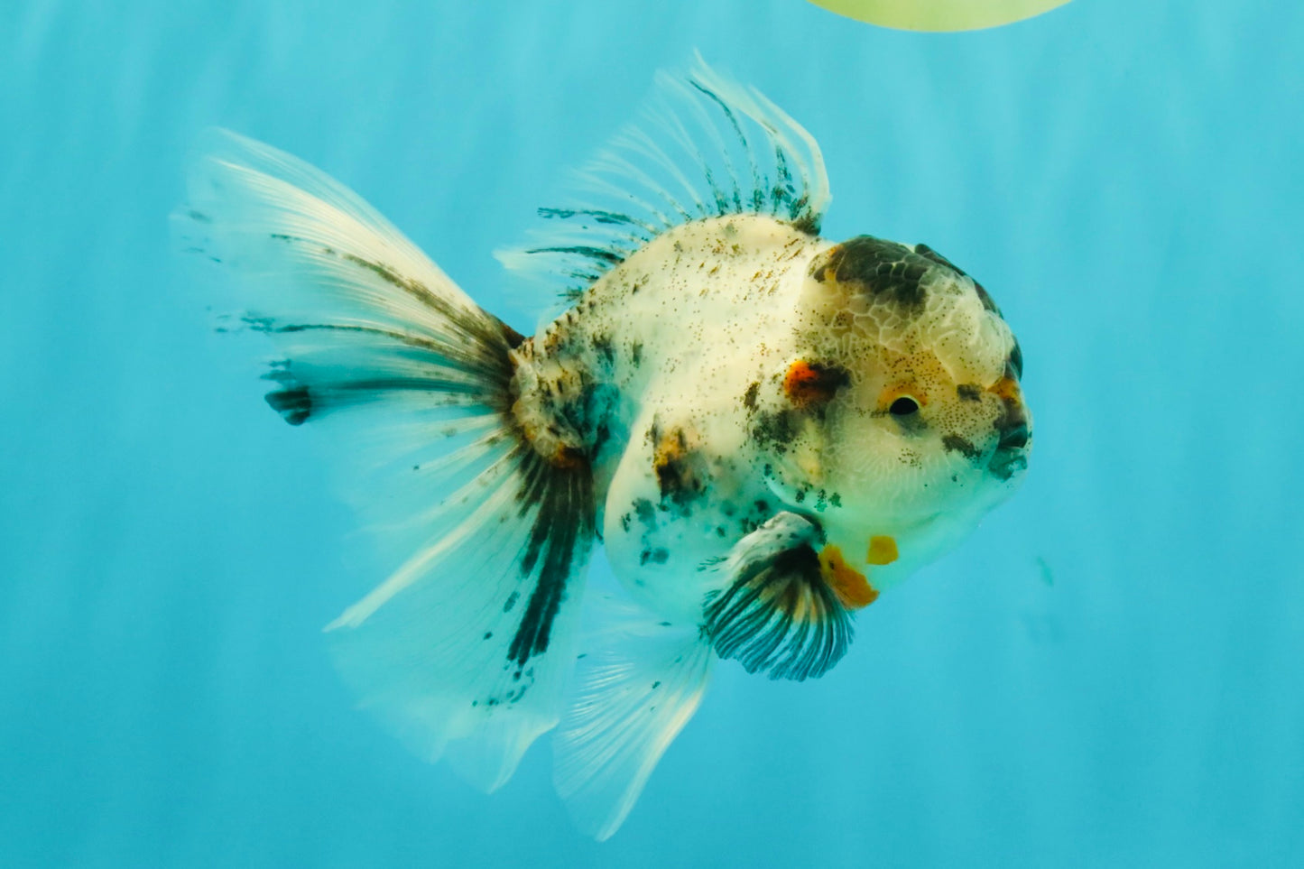 Marble Oranda Male 5.5 inches #071026OR_35