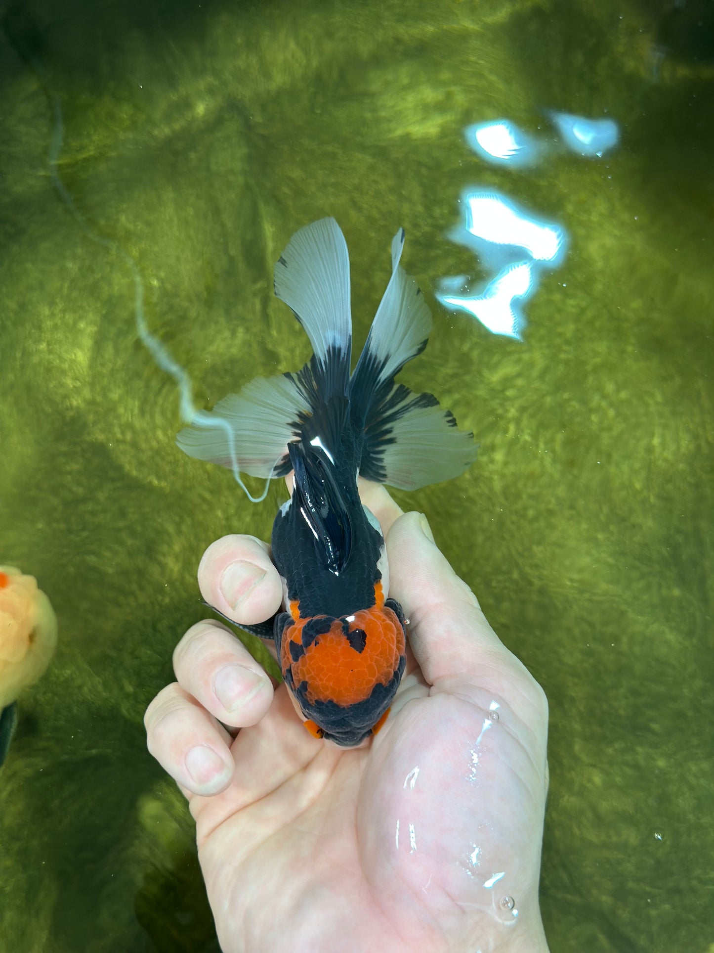 A Grade Color Pop Tricolor Oranda Male 4.5 inches #020725OR_25