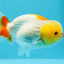 A Grade Lemonhead Red Nose LionQueen 4.5 inches #0503LC_25
