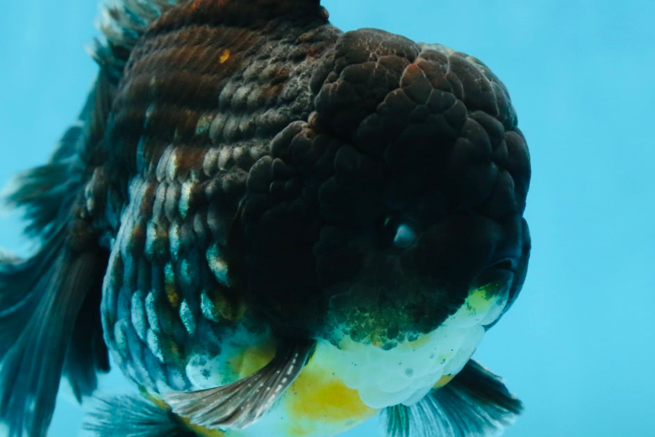 AAA Grade MIDNIGHT Kirin Oranda Male 5.5-6 inches #082925OR_15