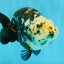 SPECIAL Chinese Ink Ranchu Male 5.5 inches #041026RC_21