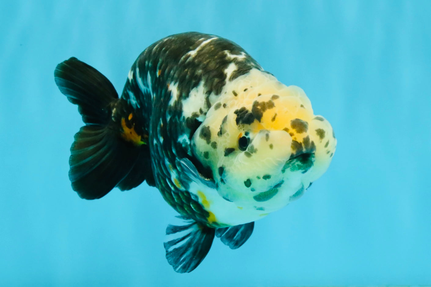 SPECIAL Chinese Ink Ranchu Male 5.5 inches #041026RC_21