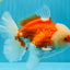 FLUFFY WEN Red White Oranda Male 6.5 inches #040326OR_11