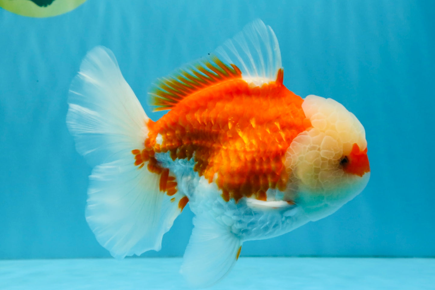 FLUFFY WEN Red White Oranda Male 6.5 inches #040326OR_11