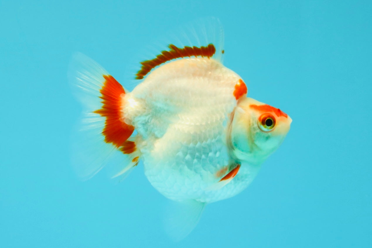 AAA Grade Red White Ryukin Female 4 inches #041726RK_03