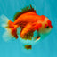 SPECIAL AAA Grade Red White Yuanbao Male 5-5.5 inches #050826YB_09