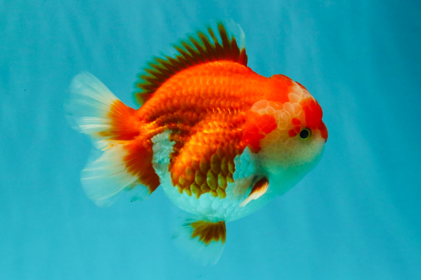 SPECIAL AAA Grade Red White Yuanbao Male 5-5.5 inches #050826YB_09
