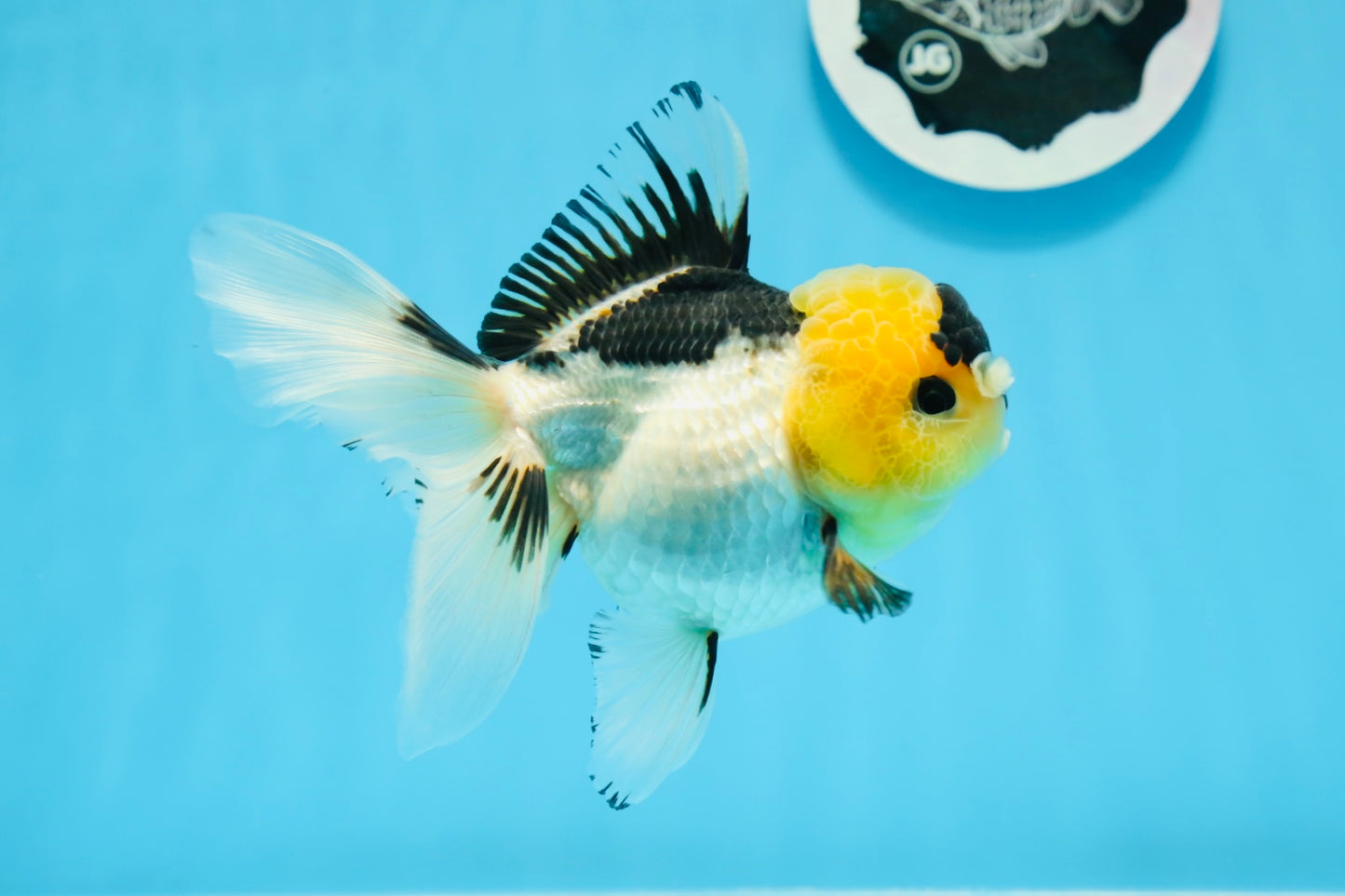 Panda Oranda femelle avec des yeux boutonnés de qualité AAA, 5 pouces #0906OR_25