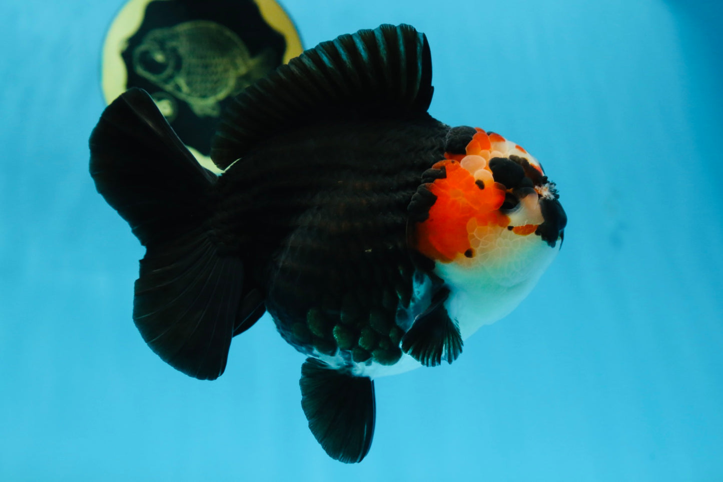 SHOW GRADE UNIQUE Godzilla Tricolor Yuanbao 5.5-6 inches #080825YB_888