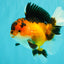 AAA Grade Apache Oranda Female 5.5-6 inches #071026OR_26