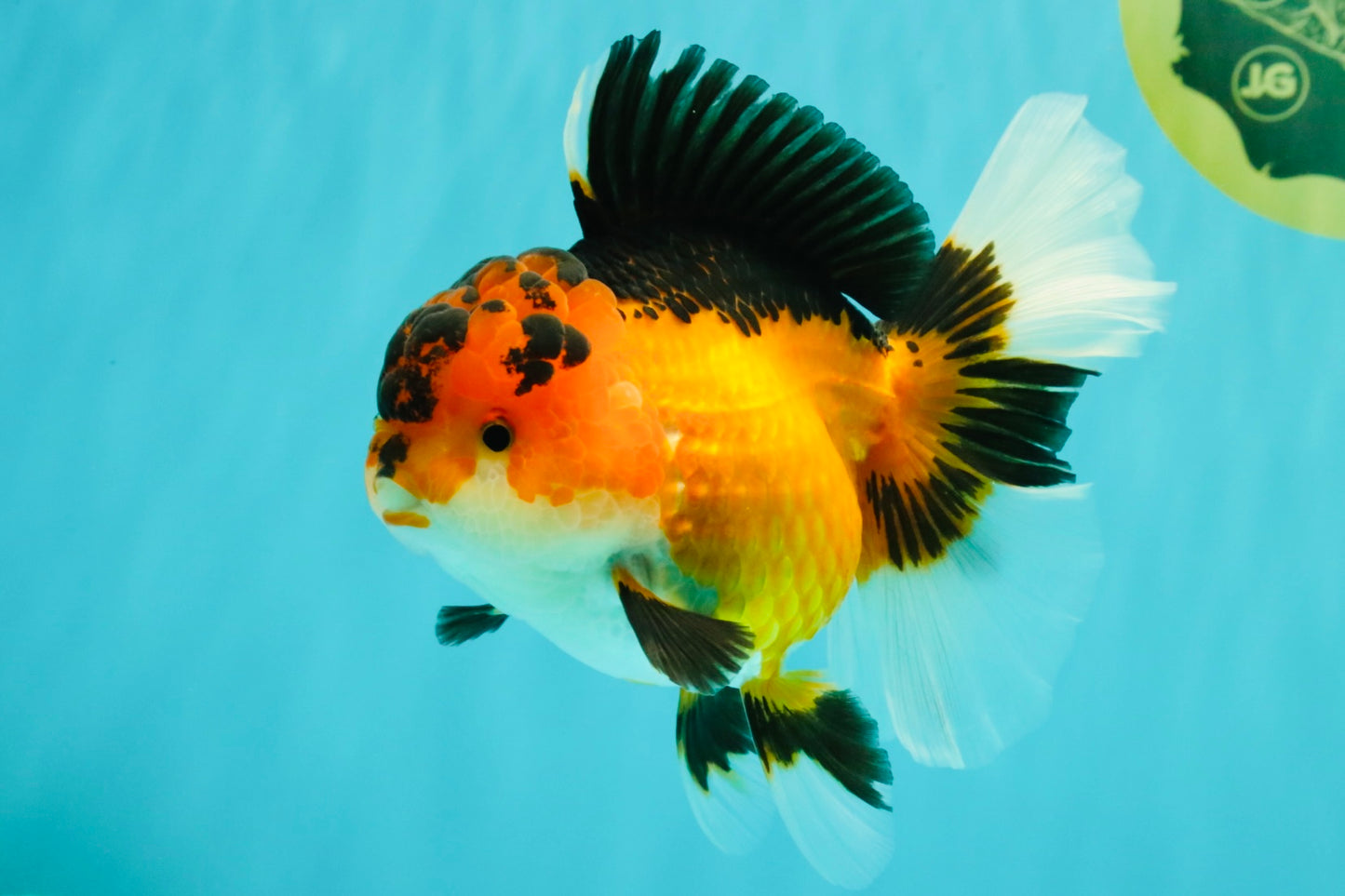 AAA Grade Apache Oranda Female 5.5-6 inches #071026OR_26