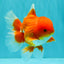 AAA Grade Red White Oranda Male 5-5.5 inches #073126OR_08