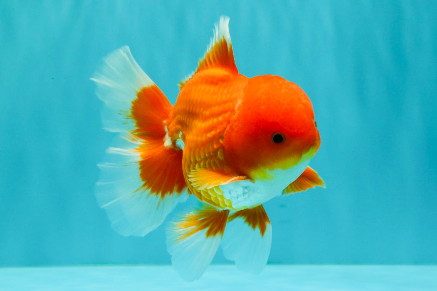 AAA Grade Red White Oranda Male 5-5.5 inches #073126OR_08