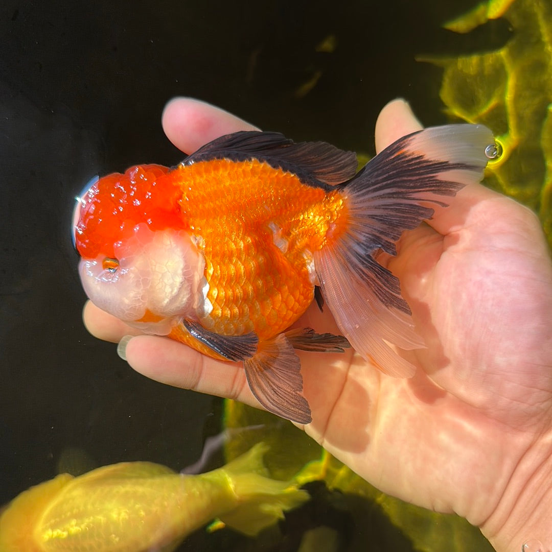 Oranda tricolore mâle de qualité A 4,5 pouces #0908OR_10