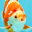 AAA Grade Red White Ryukin Male 4 inches #041726RK_05