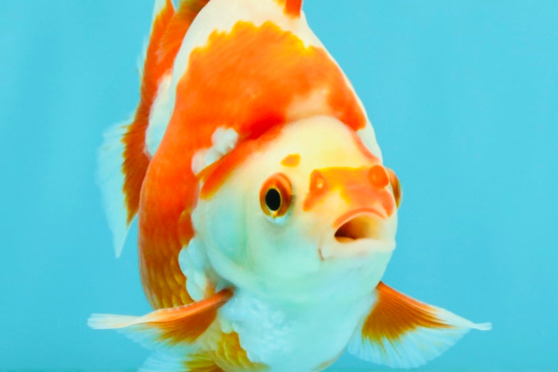 AAA Grade Red White Ryukin Male 4 inches #041726RK_05