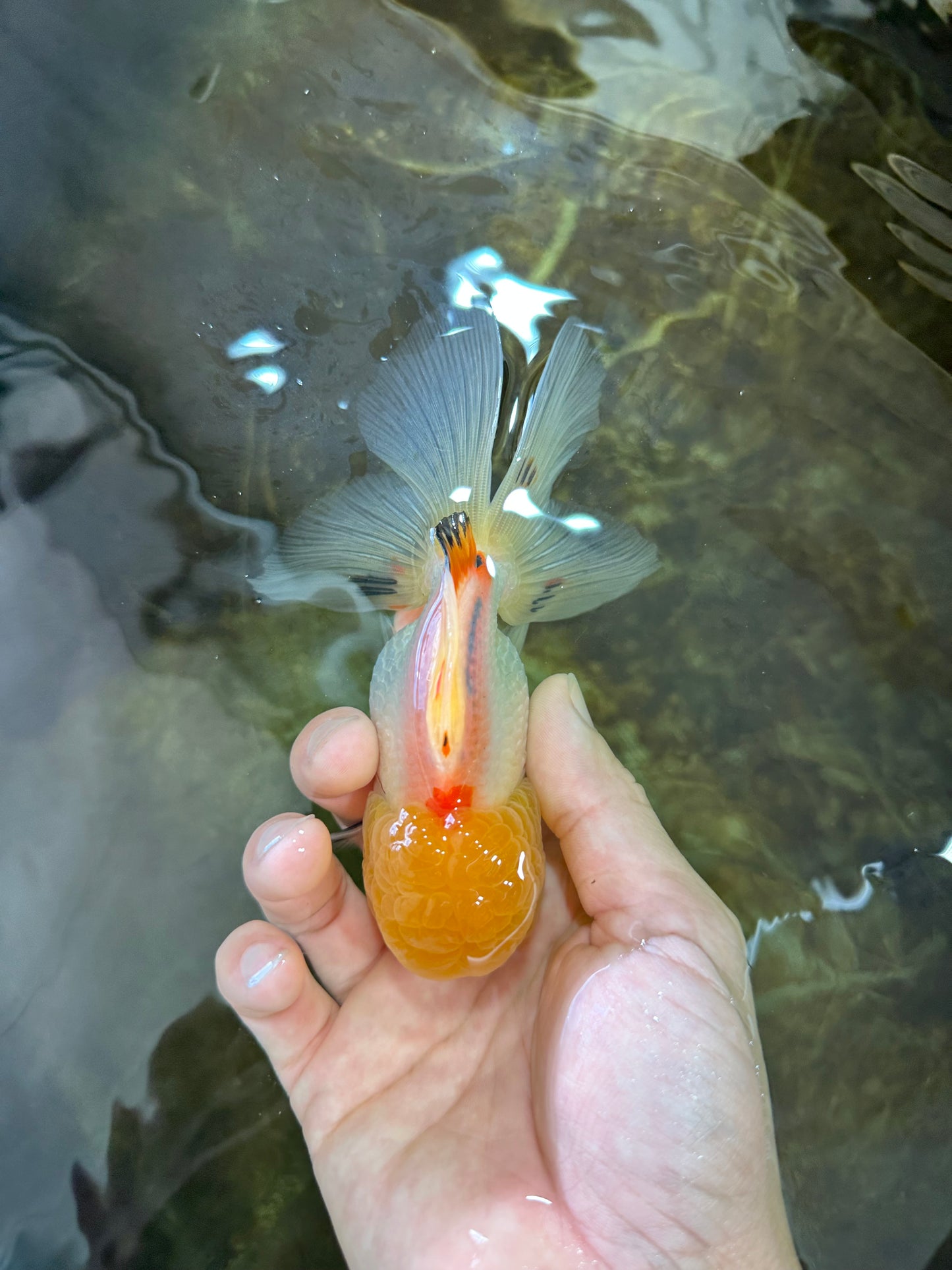 A Grade White Oranda Female 5 inches #062725OR_25