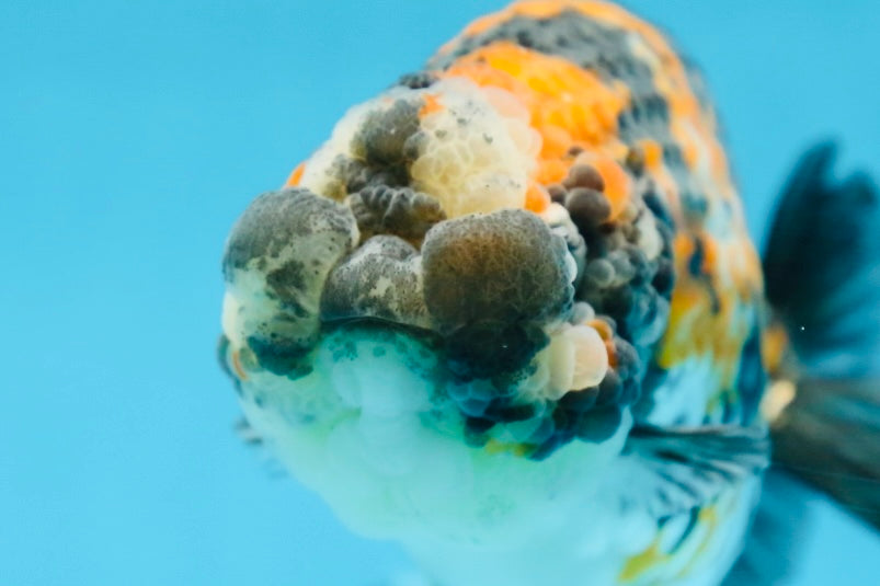 A Grade SUPER CUTE Tricolor Tiger LionQueen 5 inches #091225LC_07