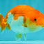 Red White Lionchu Female 4.5 inches #081426LC_14