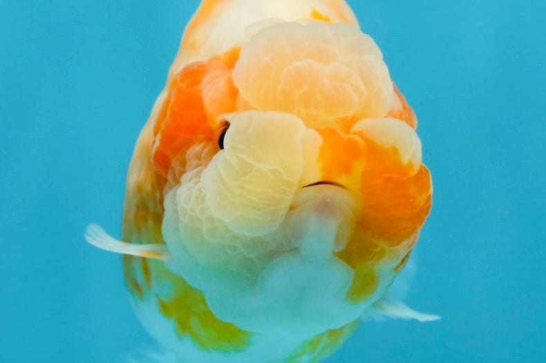 A Grade Sakura LionQueen 4-4.5 inches #050925LC_06