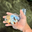Marble Oranda Male 5.5-6 inches #072426OR_16