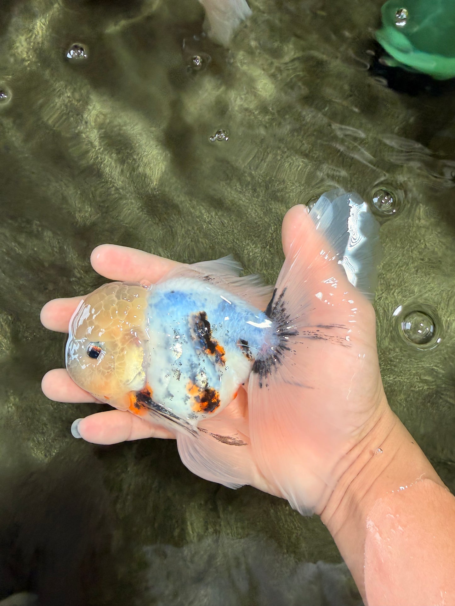 Marble Oranda Male 5.5-6 inches #072426OR_16