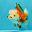 FLUFFY TAIL A Grade Apache Oranda Female 5.5-6 inches #041726OR_07