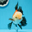 Oranda tricolor de grado AAA macho 5,5 pulgadas #0830OR_13